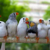 فنچ جفتی ۳۰۰|پرنده|تهران, نبی اکرم|دیوار