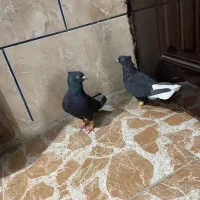 اشعل