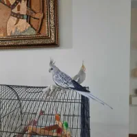 عروس هلندی با جوجه