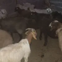 گوسفند