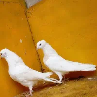 کبوتر پرشی غریب|پرنده|کوهدشت, |دیوار