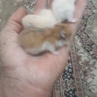 همستر