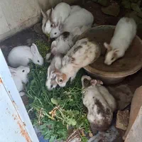 خرگوش فروشی