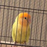 برزیلی کله نارنجی اوپال