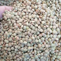 عدس ریز 130 تومن|خوردنی و آشامیدنی|مرودشت, فاز دوم شهرک فرهنگیان|دیوار