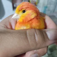 قناری نر|پرنده|شیراز, سیاه سنگ|دیوار