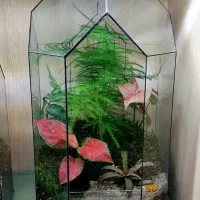 تراریوم،گل،روز مادر،هدیه|گل و گیاه طبیعی|قهدریجان, |دیوار