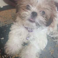 سگ نژاد شیتزو