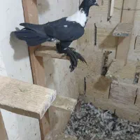 ماده سیاه شهری پشت دار