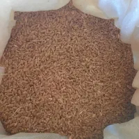 گندم درجه یک