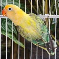 استخدام خانم آقا شغل طوطی باقرارداد رسمی کاردرمنزل