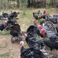 بوقلمون طبیعی نر|حیوانات مزرعه|اردبیل, |دیوار