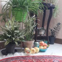 پادری و فرشینه ترک|پادری|اندیشه, اندیشه فاز ۱|دیوار