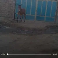 قاتر گمشده ماده سه چهار ساله