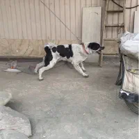 سگ سرابی اصل