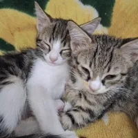 گربه خانگی جهت واگذاری