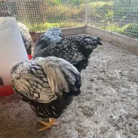 ویاندوت سیلور