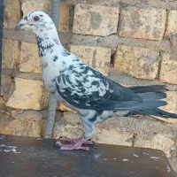 کفتر پلاکی سینه سفیدپلاکی ماده سرک سرور