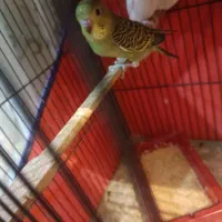 مرغ عشق  جوان