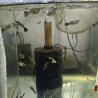 ماهی گوپی .ماهی زینتی.بلو‌ مسکو.|ماهی|قزوین, |دیوار