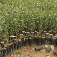 نهالستان پسته نوغانی تربت جام