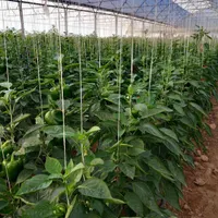 اجاره گلخانه صنعتی