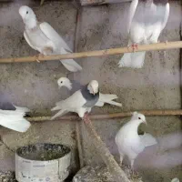 کبوتر طوقی|پرنده|بومهن, |دیوار