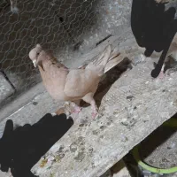 نروماده سینه ایی به فروش می‌رسد|پرنده|بافق, |دیوار