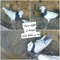 کبوتر طوقی و شهری یال چپ فیروزآباد میمند|پرنده|شیراز, عفیف‌آباد|دیوار