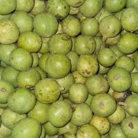 گردو چینی درختان کهن سال حرفه ای نصف نصف
