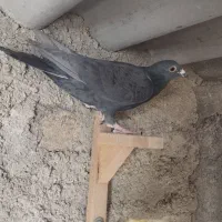 کبوتر پلاکی فیروزاباد|پرنده|شیراز, احمدآباد|دیوار