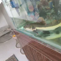 ماهی ردتیل بزرگ...|ماهی|شهرکرد, |دیوار