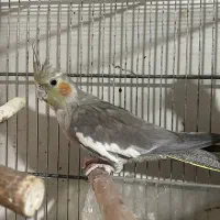 عروس هلندی ۶ماه|پرنده|تهران, خاوران|دیوار