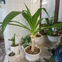 گل طبیعی|گل و گیاه طبیعی|آباده, |دیوار