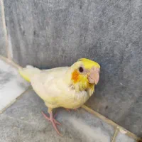 جوجه عروس هلندی|پرنده|اصفهان, شیخ اشراق|دیوار