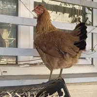 مرغ قلم سبز لری عشایری