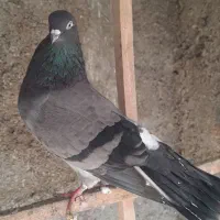 ماده سبز