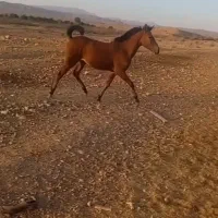 اسب مادیون و کره مادیون