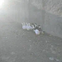 اردک|حیوانات مزرعه|جوادآباد, |دیوار