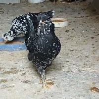 تخم مرغ گلین|حیوانات مزرعه|کازرون, |دیوار