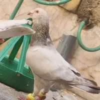 کفتر سار نر
