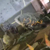 معاوضه ماهی با ماهی