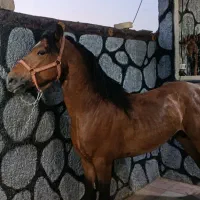 اسب کرد