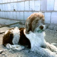 شیتزو مالتیز ماده