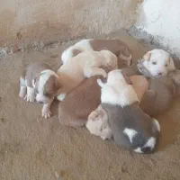 توله سگ پیت بول برای فروش