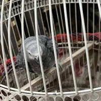 کاسکو یک ساله و نیمه دم قرمز