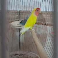 طوطی برزیلی