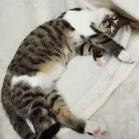 واگذاری رایگان گربه|گربه|رشت, نیروی دریایی|دیوار