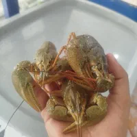 قزل الا|ماهی|محمدبار, |دیوار