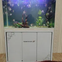 اکواریوم با میز و حدود 50عدد ماهی انجل